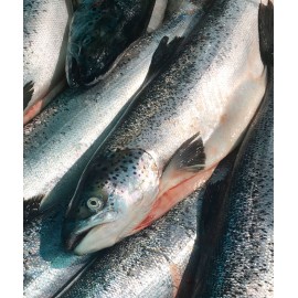 Тушка лосося 